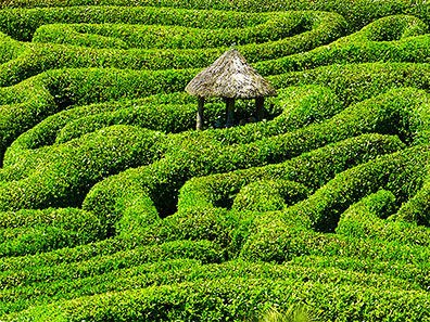 GLENDURGAN GARDEN, CORNWALL, ENGLAND, UK